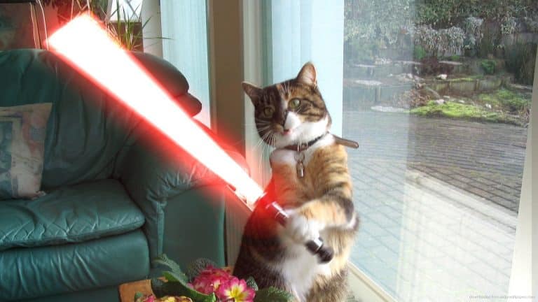 Ako by vyzerala najznámejšia Star Wars scéna ak by v hlavných úlohách boli mačky?