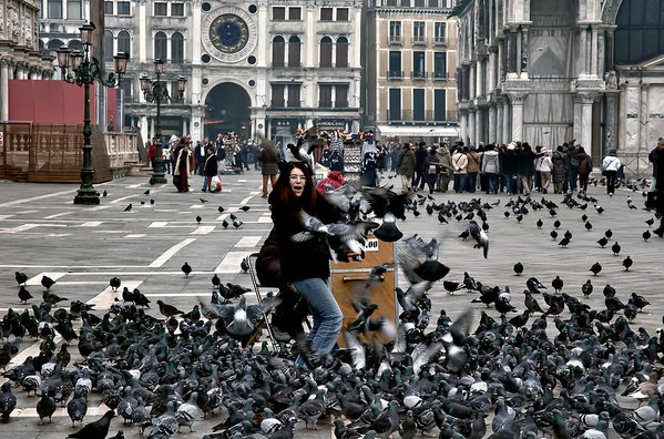 Benátky - holuby