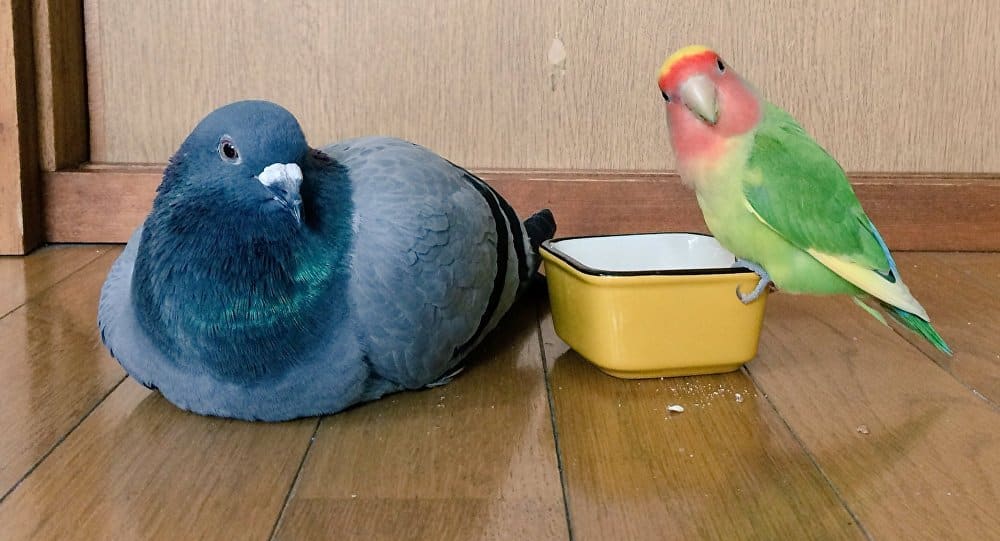 Pigeon and parrot