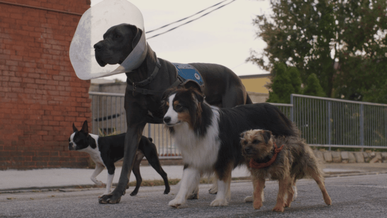 Trailer na Strays ukazuje, že nie všetky filmy o psíkoch (aj keď s hviezdnymi hlasmi) musia byť rozkošné